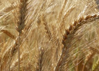 O trigo deixará de ser uma cultura viável na Irlanda até 2022