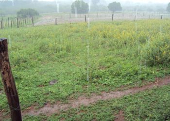 Espírito Santo tem nova previsão de chuva