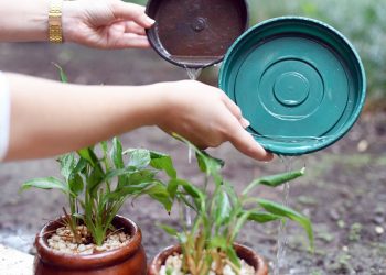 Ambientes domésticos são principais proliferadores do aedes aegypti