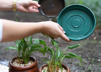 Ambientes domésticos são principais proliferadores do aedes aegypti