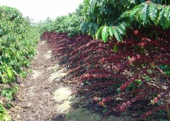 Safra Conilon 2018: produtor vê safra sumindo no custo de produção