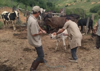 Febre aftosa: cerca de 69% do rebanho ainda não teve sua imunização comprovada