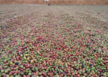 Preço do café cai mais de 6% e vem abaixo dos R$ 250