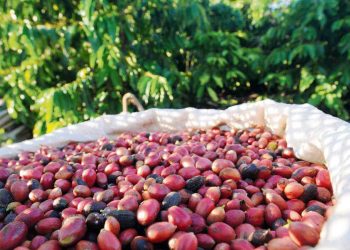 Jaguaré: Safra do Conilon superará as 500 mil sacas