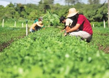 Produtores são orientados sobre a suspensão das Declarações de Aptidão ao Pronaf