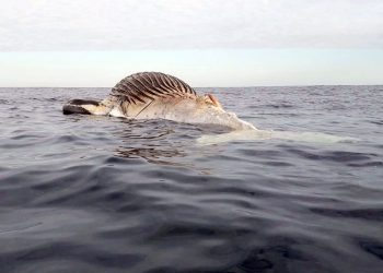Baleia Jubarte é encontrada morta com corda em volta da carcaça no ES