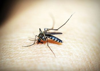 Dengue bate recorde dos últimos 6 anos no ES
