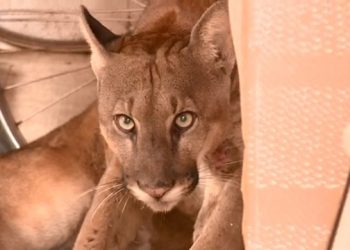 Onça que apareceu em casa é levada de helicóptero para Sooretama