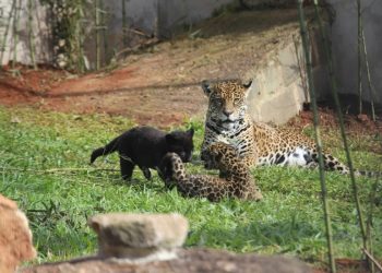 Onças-pintadas nascem em cativeiro no Espírito Santo