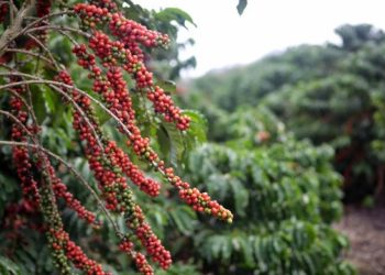 Faturamento bruto das lavouras cafeeiras reduz 24% nos últimos 10 anos