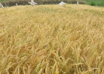 Pesquisa aponta que a cevada cervejeira tem potencial de cultivo no Espírito Santo e pode ser opção de mercado