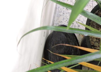 Os cuidados contra a dengue devem ser redobrados na primavera