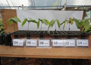 Pesquisas indicam regime hídrico equilibrado para Mudas de Cacaueiro no Noroeste do Estado