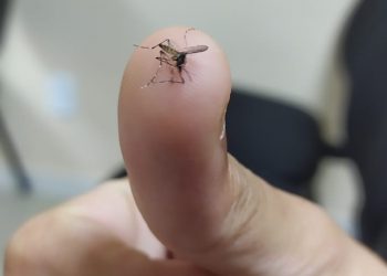 Saúde divulga 42º boletim da dengue