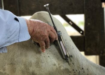 Campanha de vacinação contra febre aftosa é prorrogada no Estado