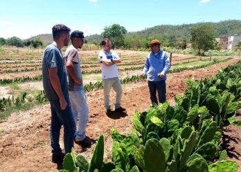 Incaper divulga vantagens da palma forrageira em palestras no Espírito Santo, Bahia e Minas Gerais