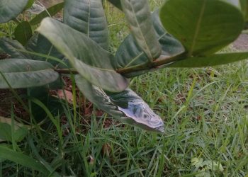 Levantamento aponta que 80% dos focos do Aedes aegypti estão dentro das residências