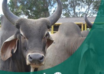 Incaper planeja ações e eventos para evoluir sistemas de produção capixaba