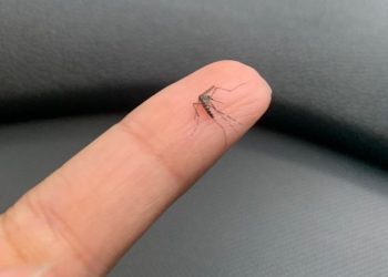 Picadas do Aedes aegypti podem ser evitadas com uso de roupas
