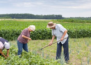JAGUARÉ: Auxílio de R$ 600 pode prejudicar Produtores Rurais