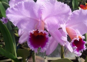 Produtores garantem entrega de flores para o Dia das Mães