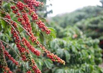 JAGUARÉ: 14.05: Marco de início da colheita do Café Conilon