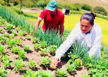 Sedu realizará Chamada Pública para Agricultura Familiar on-line