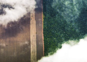 Método de agricultura sem queima na Amazônia é recomendada pela Cepal