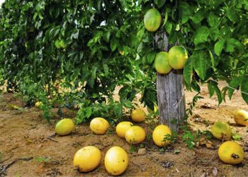 CNA avalia Plano Safra como positivo e defende taxas compatíveis à realidade