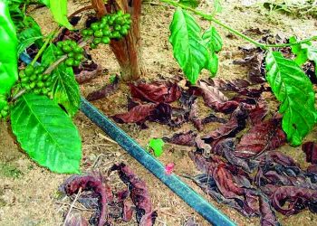 Soros produzidos por cavalos têm anticorpos potentes para covid-19