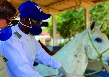 Soros produzidos por cavalos têm anticorpos potentes para covid-19