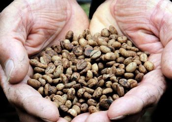 Bolsonaro prorroga novamente programa de redução de salários e jornada