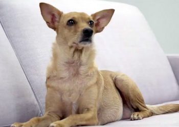 Vira-lata caramelo faz anúncio sobre nova cédula de R$ 200