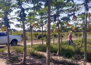 Eleições 2020: TSE libera ferramenta para consulta de candidaturas