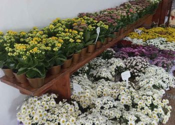 Floricultura Casa & Flores aberta neste domingo e segunda