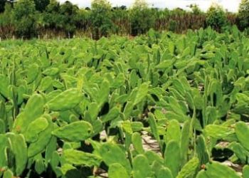 Incaper lança folder sobre as potencialidades da palma-forrageira para o Espírito Santo