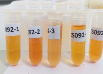 Idaf realiza estudo soroepidemiológico para a febre aftosa