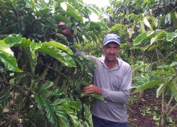 Produção de café sustentável e tecnológica recebe suporte do Incaper em Sooretama