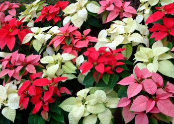 Como dar o clima natalino ao seu jardim