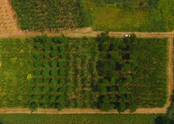 Incaper lança série de vídeos com resultados da pesquisa sobre café sombreado