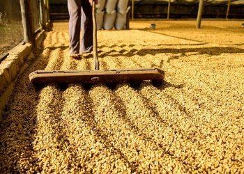 Secretaria da Fazenda realiza operação para proteger produtores de café