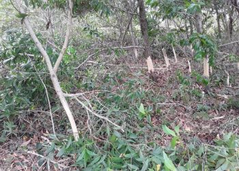 Equipe do Parque Estadual de Itaúnas realiza controle de plantas exóticas invasoras