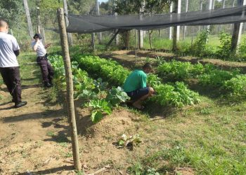 Adolescentes da Unip Norte cultivam horta para consumo próprio