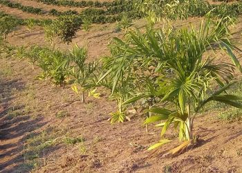 Proprietários rurais investem na conservação ambiental por meio do Programa Reflorestar