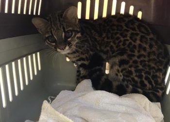 Operação Risco Extremo realizou quase 17 mil ações de orientação durante período mais crítico da pandemia