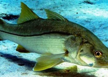 Pesca do robalo segue proibida até 30/06 no Espírito Santo