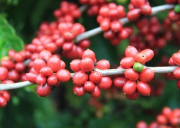 Governo divulga 3ª oferta de cursos do Pronatec Jovem Fic EaD