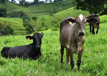 Prorrogada etapa de vacinação contra febre aftosa no Espírito Santo