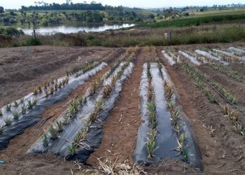 Projeto do Incaper visa a difundir tecnologias para melhorar produtividade de abacaxi no Estado