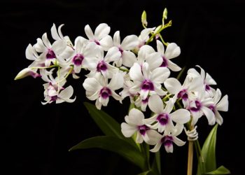 De rosa à orquídea, o significado das flores para o Dia das Mães